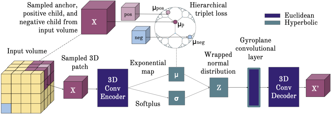 Overview of the self-supervised hyperbolic representation method
